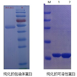 承接实验服务 载体构建